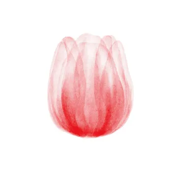 Tulip Flowers